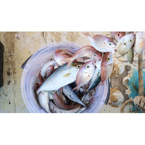 Misina İpi 300 Metre 9 Misina Ipi 300 Metre 1