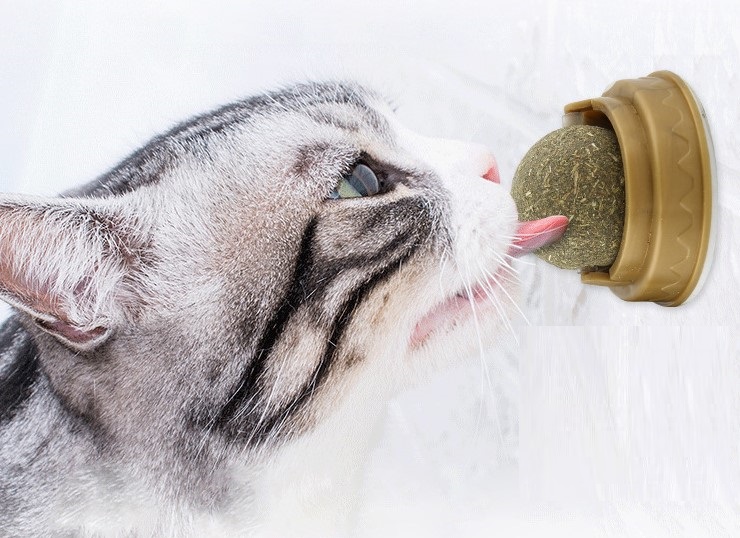 Kedi Otu Oyun Topu 1